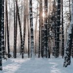 Les parcs naturels de France : une découverte de la nature française